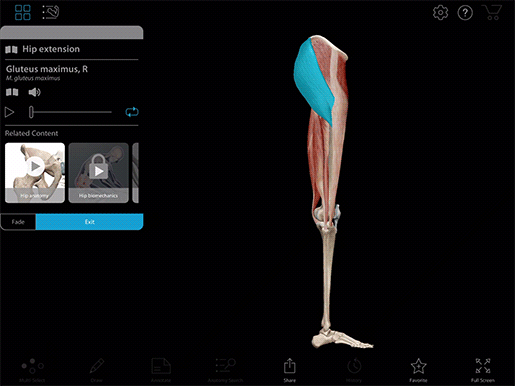 Gluteus medius hip hotsell extension